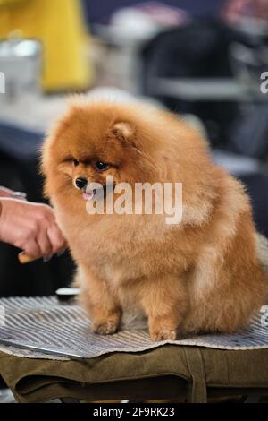 Un Pomeranian rouge est assis sur une table de toilettage et obtient haut avec joie de peigner sa fourrure moelleuse. Portrait d'un chien pur-sang d'un chien montrer en gros plan. Banque D'Images