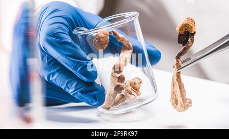 Champignons magiques en laboratoire. La science et la recherche de la psilocybine. Personne examinant les champignons. Banque D'Images