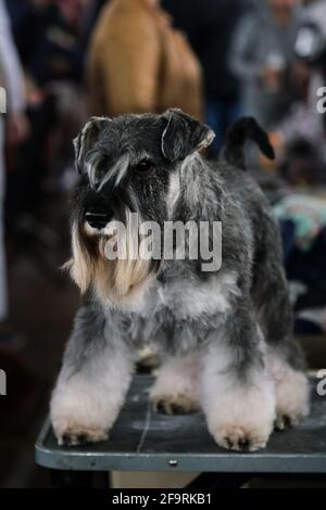 Portrait d'un chien pur-sang d'un chien montrer en gros plan. Un schnauzer miniature gris sur la table de toilettage. La race allemande de chien couleur poivre et sa Banque D'Images