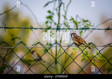 Novi Sad, Serbie - octobre 27. 2019: Pépinière dans la banlieue de Novi Sad. Un moineau sur un fil tressé dans son environnement naturel. Banque D'Images