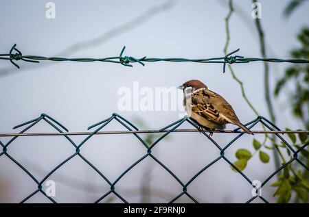 Novi Sad, Serbie - octobre 27. 2019: Pépinière dans la banlieue de Novi Sad. Un moineau sur un fil tressé dans son environnement naturel. Banque D'Images