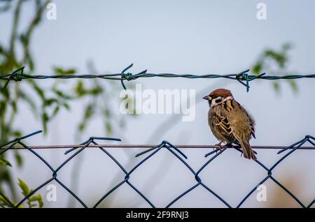 Novi Sad, Serbie - octobre 27. 2019: Pépinière dans la banlieue de Novi Sad. Un moineau sur un fil tressé dans son environnement naturel. Banque D'Images