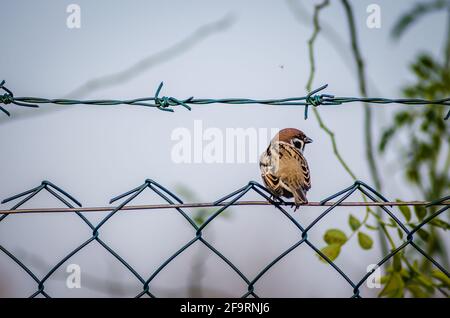 Novi Sad, Serbie - octobre 27. 2019: Pépinière dans la banlieue de Novi Sad. Un moineau sur un fil tressé dans son environnement naturel. Banque D'Images