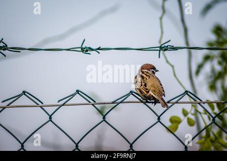 Novi Sad, Serbie - octobre 27. 2019: Pépinière dans la banlieue de Novi Sad. Un moineau sur un fil tressé dans son environnement naturel. Banque D'Images