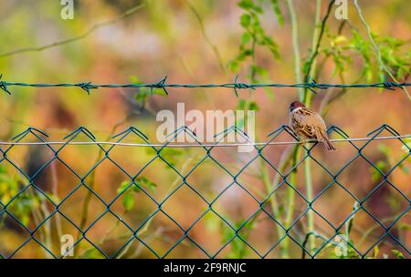 Novi Sad, Serbie - octobre 27. 2019: Pépinière dans la banlieue de Novi Sad. Un moineau sur un fil tressé dans son environnement naturel. Banque D'Images