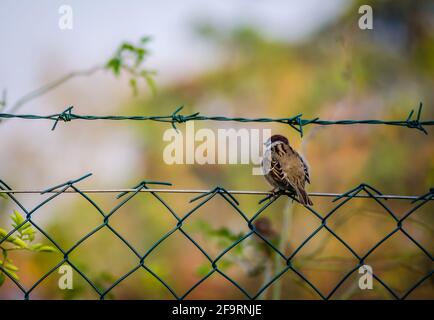 Novi Sad, Serbie - octobre 27. 2019: Pépinière dans la banlieue de Novi Sad. Un moineau sur un fil tressé dans son environnement naturel. Banque D'Images