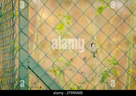 Novi Sad, Serbie - octobre 27. 2019: Pépinière dans la banlieue de Novi Sad. Un moineau sur un fil tressé dans son environnement naturel. Banque D'Images