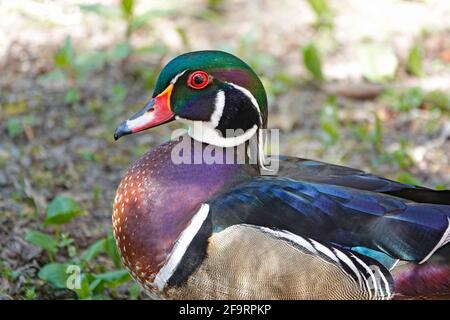 Portrait d'un canard en bois, également appelé canard de Caroline, Aix Sponsa, sur un petit lac dans la vallée de Willamette, en Oregon. Banque D'Images