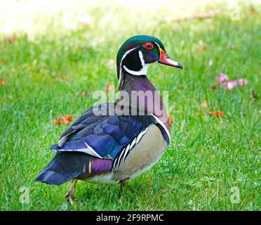 Portrait d'un canard en bois, également appelé canard de Caroline, Aix Sponsa, sur un petit lac dans la vallée de Willamette, en Oregon. Banque D'Images