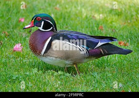 Portrait d'un canard en bois, également appelé canard de Caroline, Aix Sponsa, sur un petit lac dans la vallée de Willamette, en Oregon. Banque D'Images