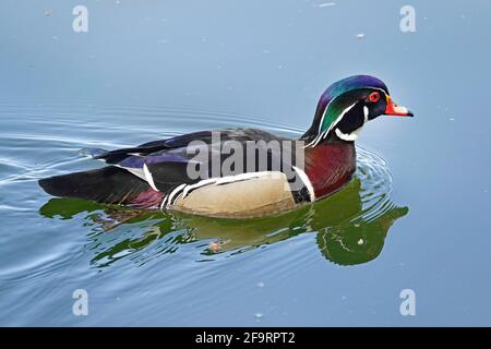 Portrait d'un canard en bois, également appelé canard de Caroline, Aix Sponsa, sur un petit lac dans la vallée de Willamette, en Oregon. Banque D'Images