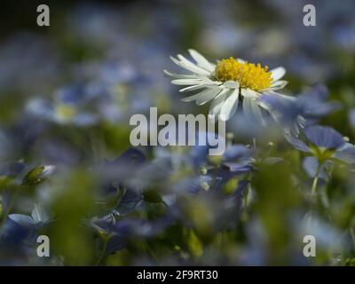 prairie, pâquerette sur fond de violettes Banque D'Images