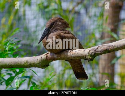 A Hamerkop (Scopus umbretta) Banque D'Images