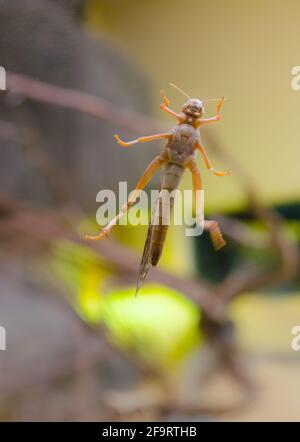 vue d'un insecte depuis le dessous Banque D'Images