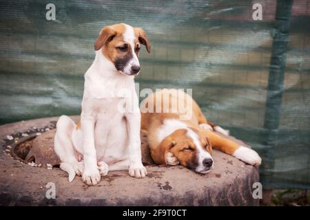 Deux petits chiots rouges et blancs avec des yeux tristes dans le refuge pour l'adoption Banque D'Images