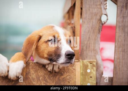 Portrait du chien triste chiot dans un abri derrière la clôture en attente à adopter Banque D'Images