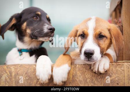 Portrait de deux chiots de chiens tristes dans un abri derrière la clôture en attente d'adoption Banque D'Images