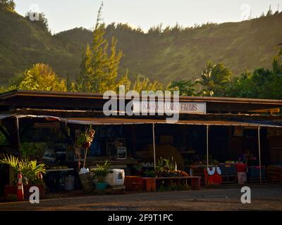 Des jeunes couples magasinent au coucher du soleil sur le stand de marché de la ferme situé sur le bord de la route à Kahuku Land Farms, sur la rive nord d'Oahu, près de Turtle Bay Resort, Hawaii, États-Unis Banque D'Images