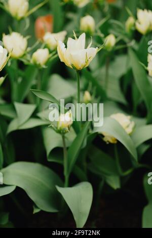 White Valley / fleurs exotiques de tulipe d'empereur Banque D'Images