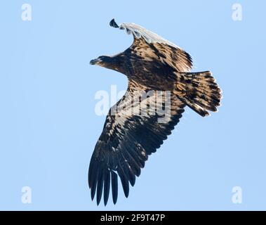 Un Aigle à tête blanche juvénile. Observé à très près de portée, se hante au-dessus de la tête, montrant des glands de plumes intéressants pas habituellement vus. Banque D'Images