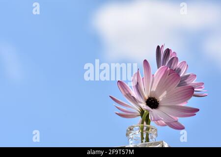 Trois pâquerettes blanches et roses dans une petite place vase en verre illuminé par le soleil à l'extérieur Banque D'Images