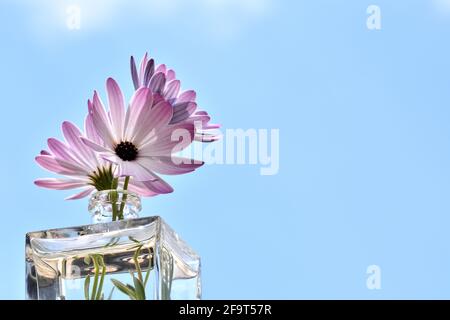 Trois pâquerettes blanches et roses dans une petite place vase en verre illuminé par le soleil à l'extérieur Banque D'Images