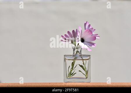 Trois pâquerettes blanches et roses dans une petite place vase en verre illuminé par le soleil à l'extérieur Banque D'Images