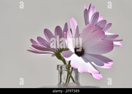 Trois pâquerettes blanches et roses dans une petite place vase en verre illuminé par le soleil à l'extérieur Banque D'Images