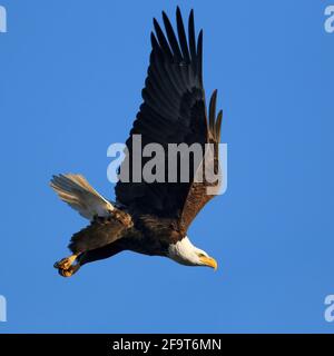 Un gros plan corsé d'un Aigle à tête blanche avec ses ailes en hauteur et un regard déterminé sur son visage lorsqu'il descend sur la terre. Banque D'Images