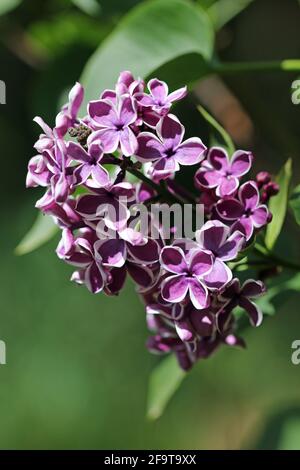 Violet bordé de lilas blanc, Syringa vulgaris, fleurs d'arbre variété sensation avec un fond sombre de feuilles. Banque D'Images