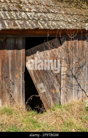 Une ancienne grange en bois à moitié délabrée, abandonnée et maintenant surcultivée. Banque D'Images