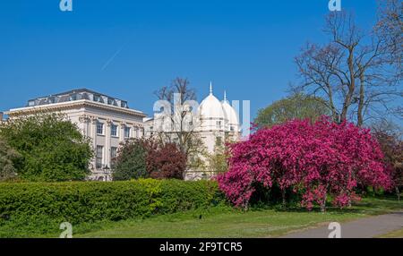 Fleur de cerisier prune ou de feuille pourpre prune avec Londres Business School en arrière-plan Regents Park Londres Angleterre Banque D'Images