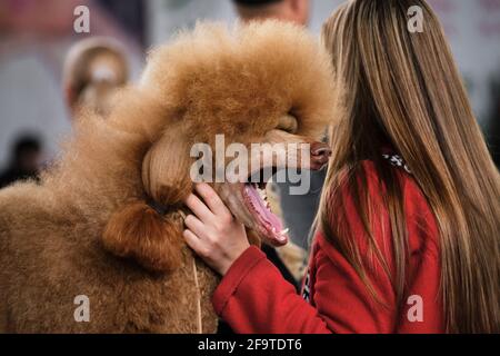 Une grande naines royales de couleur rouge avec sa bouche large ouverte. Un chien est prêt pour un spectacle de chiens et embrasse le propriétaire d'une fille dans une ja rouge Banque D'Images