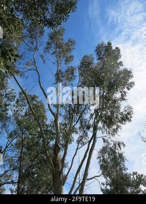 En regardant vers le haut dans la très grande canopée d'eucalyptus contre un ciel bleu vif; Bedfordshire, avril 2021 Banque D'Images