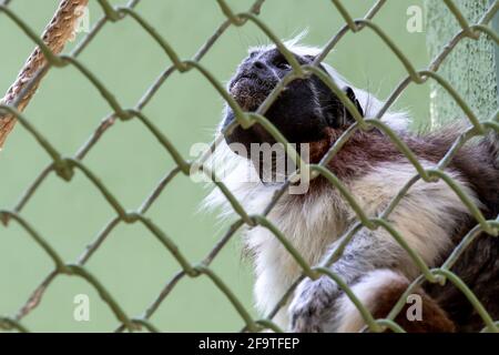 Singe tamarin en coton dans une cage dans un sanctuaire de singes à Quintana Roo, Mexique. Banque D'Images