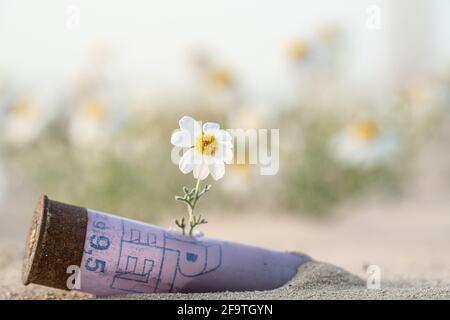 Fleur blanche qui grandit dans la cartouche pourpre de chasse au canon contre les fleurs blanches bokeh sur le fond. Banque D'Images