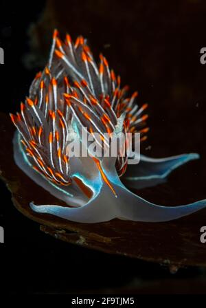 Nudibranche opalescente dans le passage Browning, Colombie-Britannique, Canada, eau froide Banque D'Images