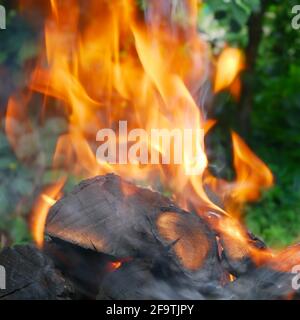 Flamme rouge et cendres sur bois de chauffage brûlant dehors sur a arrière-plan des arbres verts en été Banque D'Images