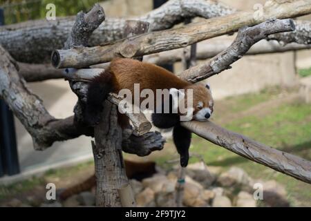 Panda rouge dormant en rondins Banque D'Images