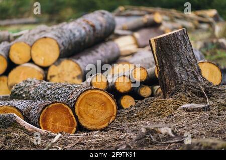 Tas de bois. Vue d'énormes piles de journaux. Banque D'Images