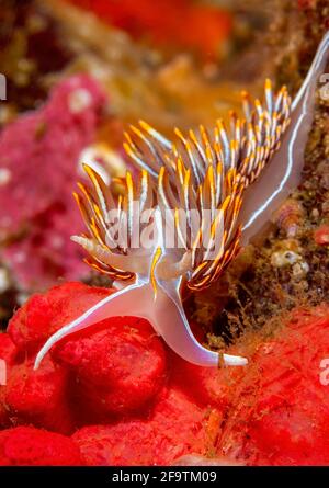 Nudibranche opalescente dans le passage Browning, Colombie-Britannique, Canada, eau froide Banque D'Images