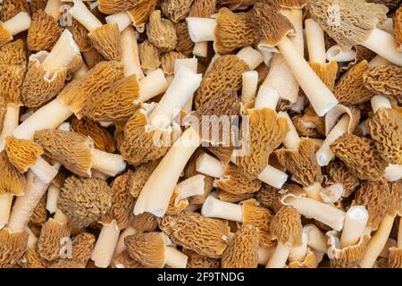 les morilles de printemps sont récoltées dans un panier, texture Banque D'Images