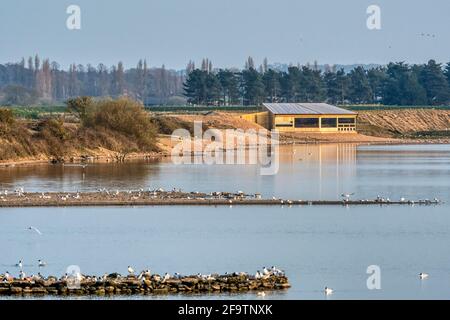 PIT 4 à RSPB Snettisham. Banque D'Images