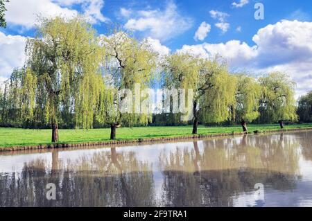 Pleurer des saules sur les rives de la rivière Wey sous le soleil du printemps, Guildford, Surrey, Angleterre, Royaume-Uni Banque D'Images