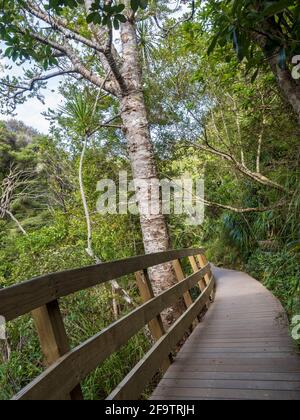 Circuit touristique de Kitekite Falls à Piha, Auckland, Nouvelle-Zélande Banque D'Images