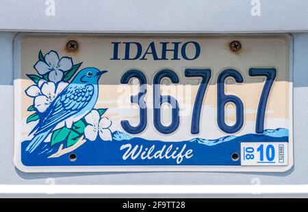 Plaque d'immatriculation Idaho Wildlife à intérêt spécial, thème avec fleurs et Bluebird stylisés, États-Unis Banque D'Images