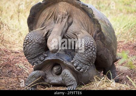 Gros plan de deux Galapagos Tortue (Chelonoidis nigra) qui se sont joints aux îles Galapagos Equateur. Banque D'Images