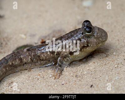 Gros plan de Mudskipper (Periophthalmus kalolo) poissons de randonnée sur la plage de Curieuse Island, Seychelles Banque D'Images