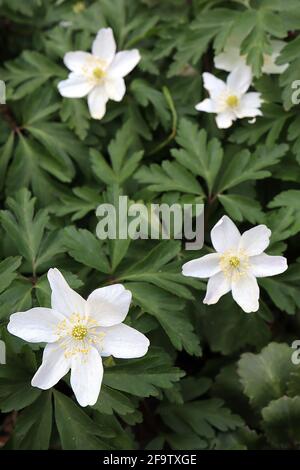 Bois d'anemone nemerosa Anemone – fleurs blanches en forme de tasse avec centre vert pâle et étamines jaunes, avril, Angleterre, Royaume-Uni Banque D'Images