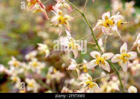 Epimedium wushanense x flavum barrenmoût jaunâtre – fleurs pendantes rouges marbrées avec des couleurs jaunes crochetées, avril, Angleterre, Royaume-Uni Banque D'Images